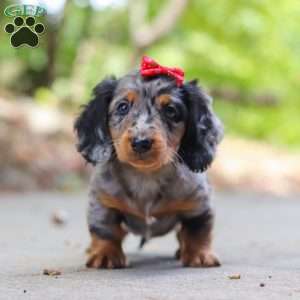 Emmy, Dachshund Puppy